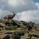 De excursión por la sierra de Gredos